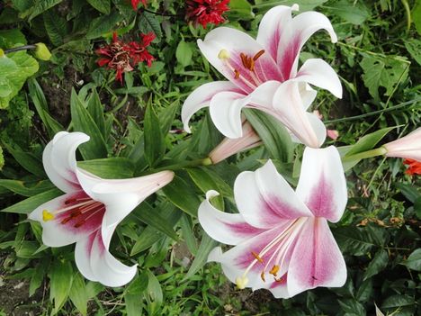 Lilium Triumphator