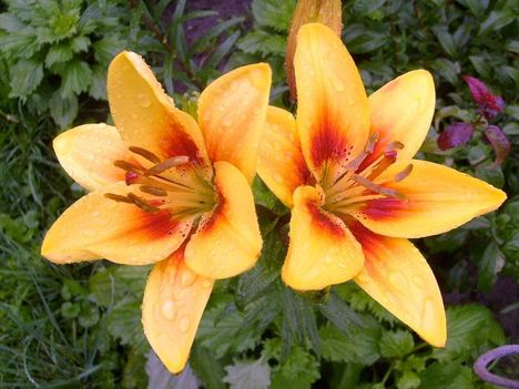 Lilium Yellow-brown