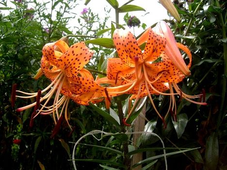 LiliumTigrinum