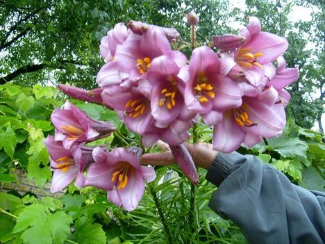 Lilum Pink Perfection