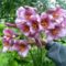 Lilum Pink Perfection