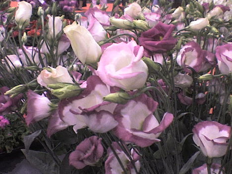 lizianthus