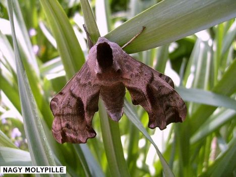 Nagy Molypille