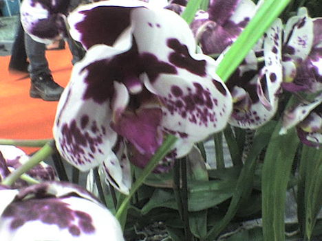 orchidea