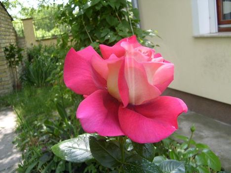 Rózsa