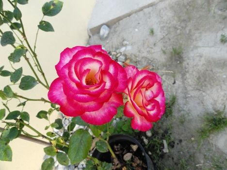 Rózsa