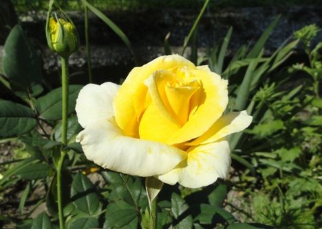 Rózsa    Golden  Perfume