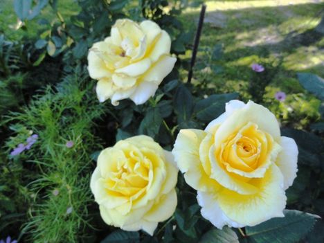 Rózsa  Golden  Perfume