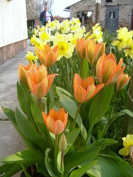 Tavaszi kertrészlet.Tulipánok mögött nárciszok