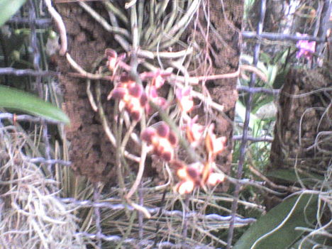 tenérnyi mini orchidea 