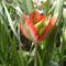 Tulipán
