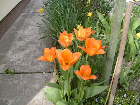 Tulipán