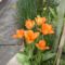 Tulipán