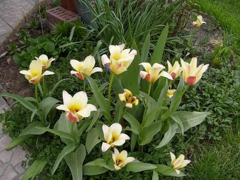Tulipán