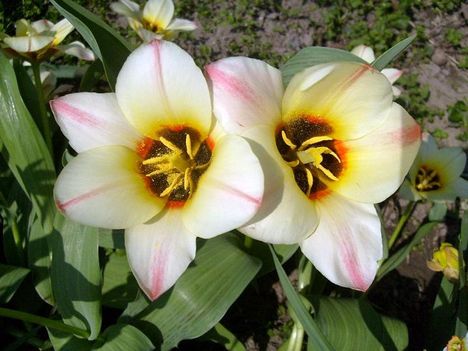 Tulipán