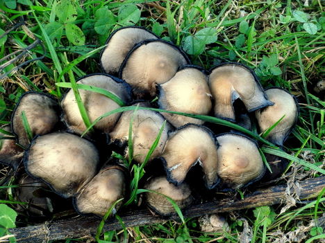 gomba csalad