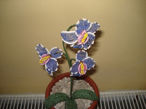 kék orhidea