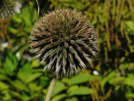 termes