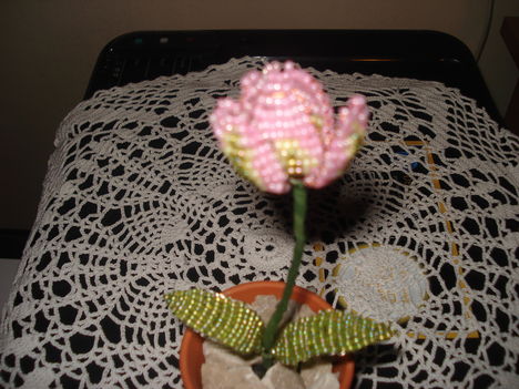tulipán