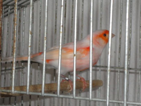 DSC00092