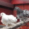 DSC00507