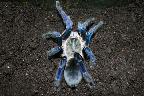 Haplopelma lividum