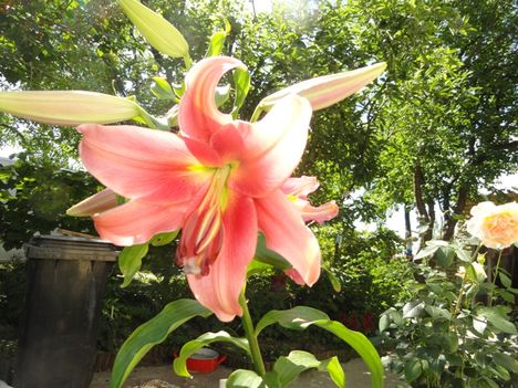 Lilien Oriental Acapulco