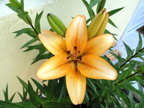 Lilium