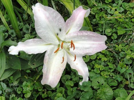 Lilium    Aruba
