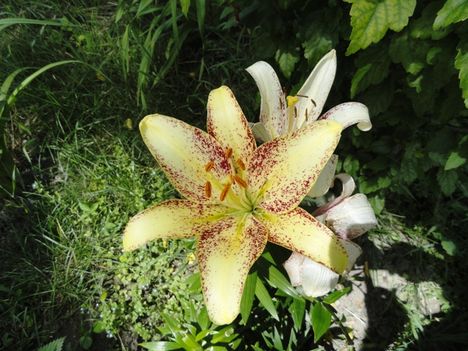Lilium  Cappucchino