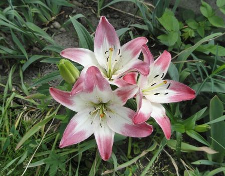 Lilium  Lollypop