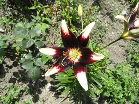 Lilium  Netty's  Pride