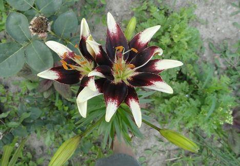 Lilium  Netty's  Pride