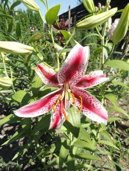 Lilium  Oriental   Dizzy