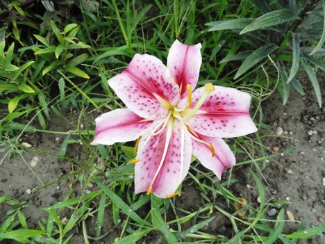 Lilium  Oriental  Dizzy