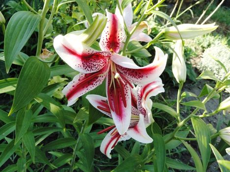 Lilium  Oriental  Dizzy