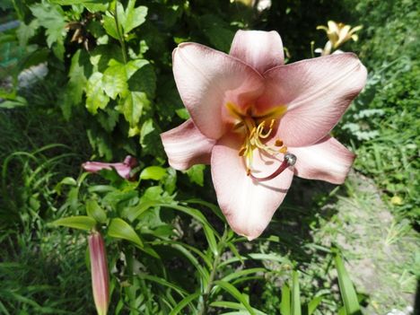 Lilium  Pink Perfection