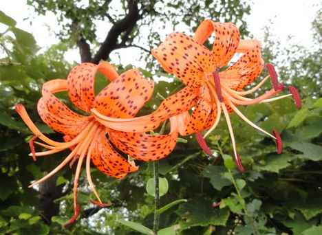 Lilium  Tigrinum