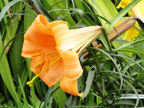 Lilium African  Queen