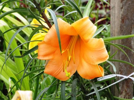 LIlium African Queen