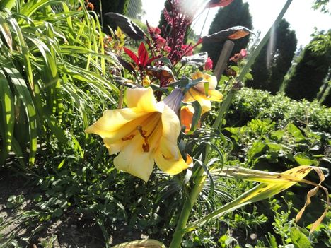 Lilium African Queen