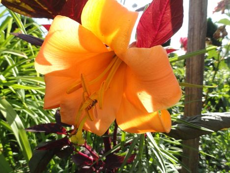 Lilium African Queen