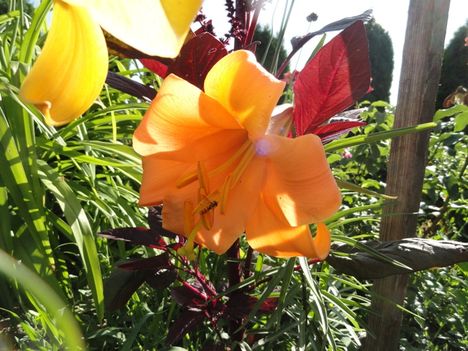 Lilium African Queen