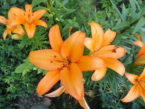Lilium Brunello