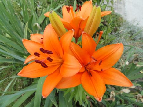 Lilium Brunello