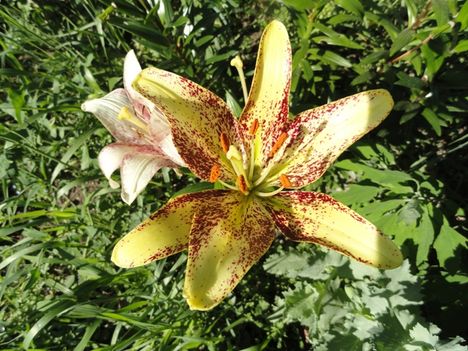 Lilium Cappucchino