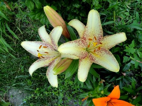 LIlium Cappucchino