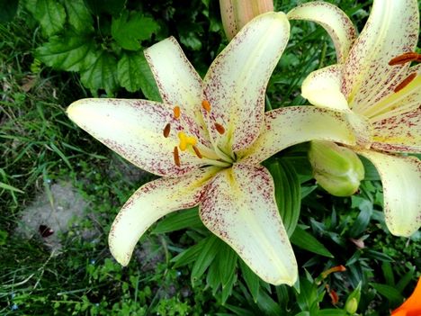 Lilium Cappucchino