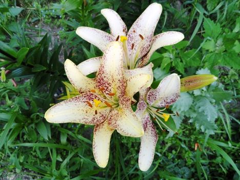 Lilium Capucchino