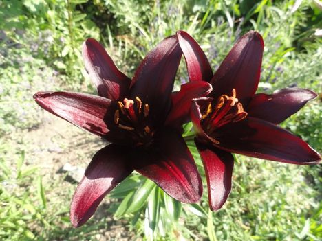 Lilium Landini